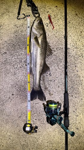 シーバスの釣果