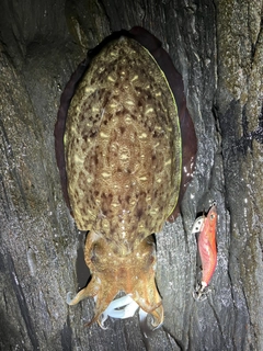 モンゴウイカの釣果