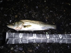 セイゴ（マルスズキ）の釣果