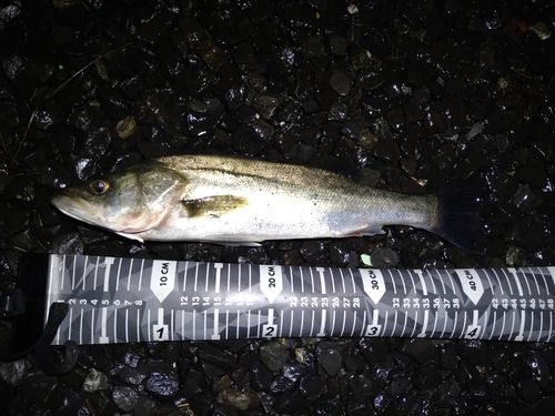 セイゴ（マルスズキ）の釣果
