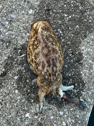 カミナリイカの釣果