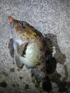 カサゴの釣果