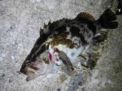 ベッコウゾイの釣果
