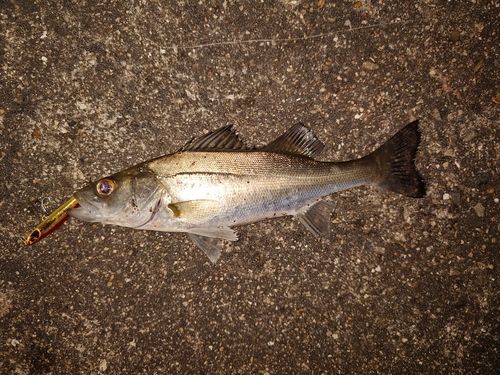セイゴ（マルスズキ）の釣果