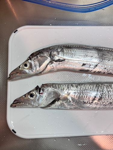 タチウオの釣果