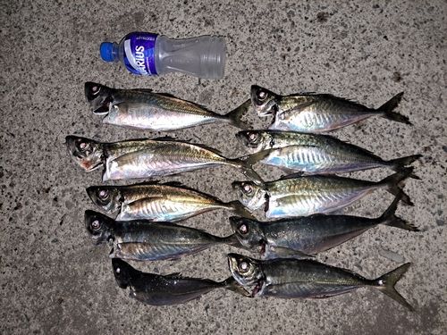アジの釣果