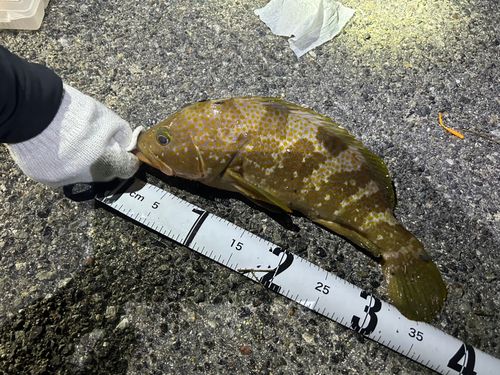 アコウの釣果