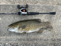 スモールマウスバスの釣果
