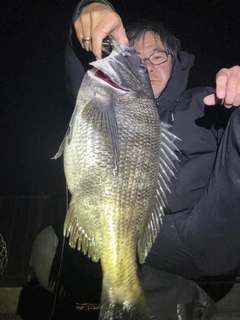 チヌの釣果