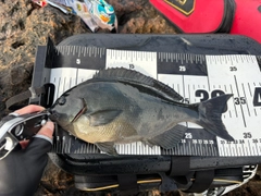 メジナの釣果