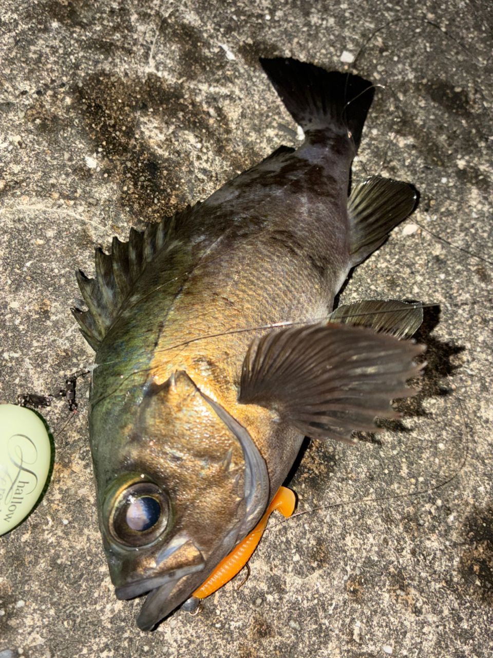 メバル・ブラックバスの釣果写真