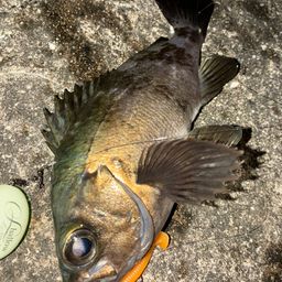メバル・ブラックバスの釣果写真