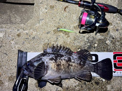 クロソイの釣果