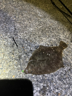 カレイの釣果