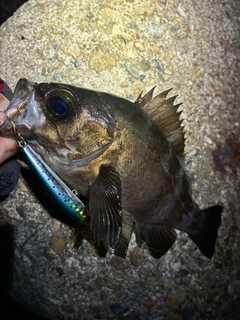 メバルの釣果