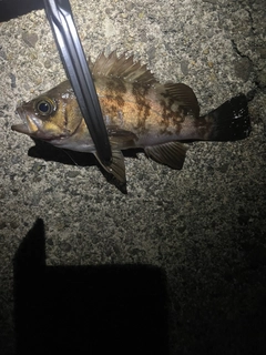 クロメバルの釣果