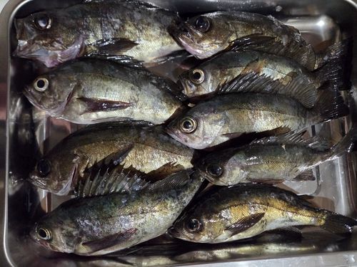 メバルの釣果
