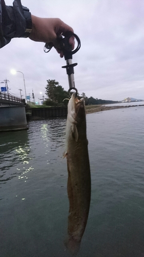 ナマズの釣果