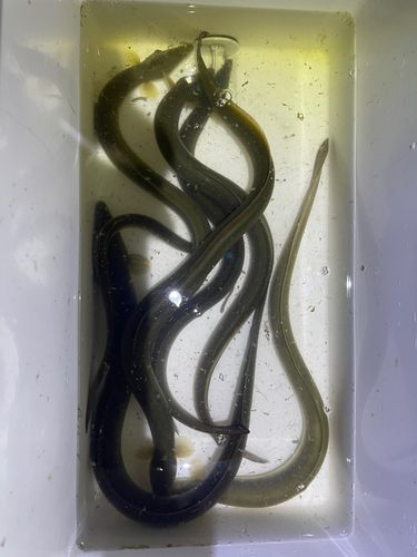 ウナギの釣果