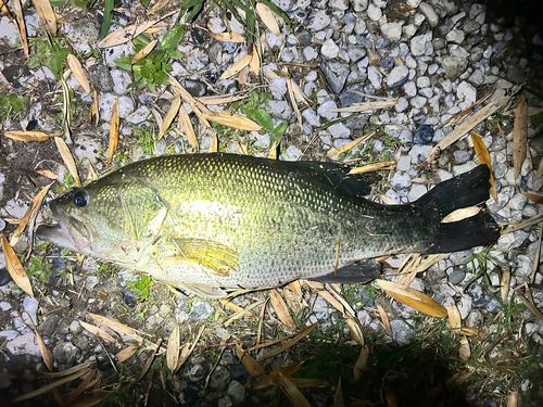 ブラックバスの釣果