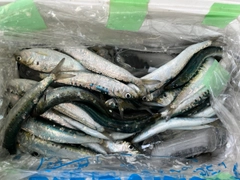 マイワシの釣果
