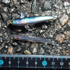 ツバイソの釣果