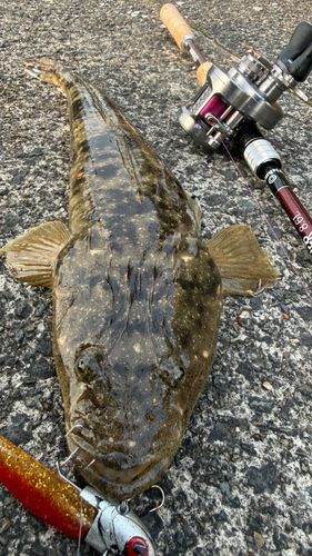 マゴチの釣果