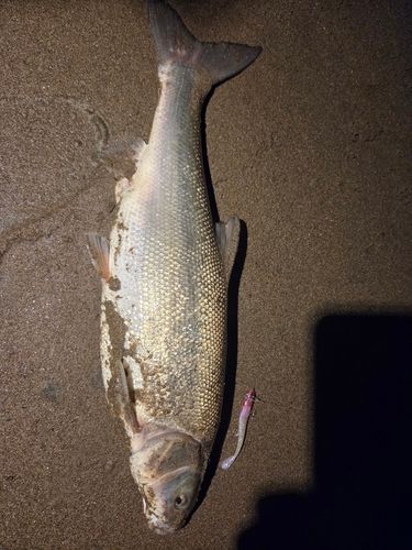 マルタウグイの釣果