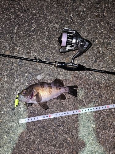 メバルの釣果