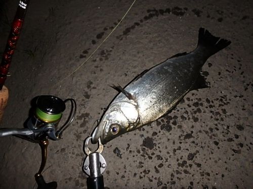 フッコ（ヒラスズキ）の釣果