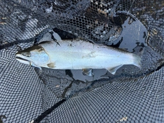 サクラマスの釣果
