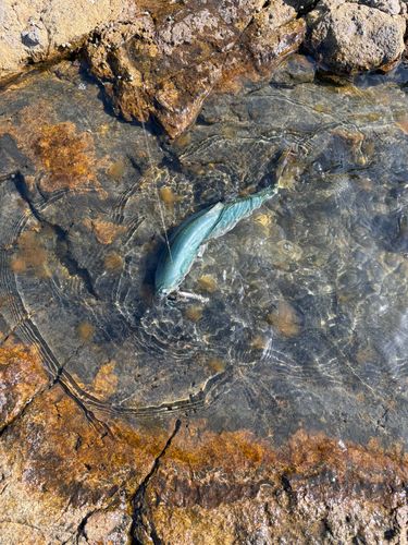 ヤズの釣果