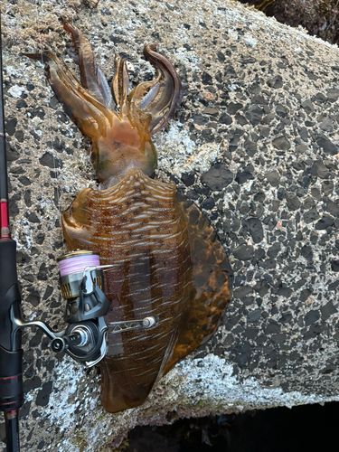 アオリイカの釣果