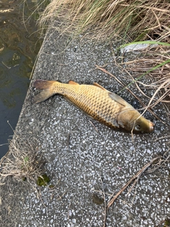 コイの釣果