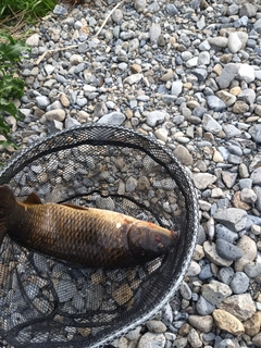 コイの釣果