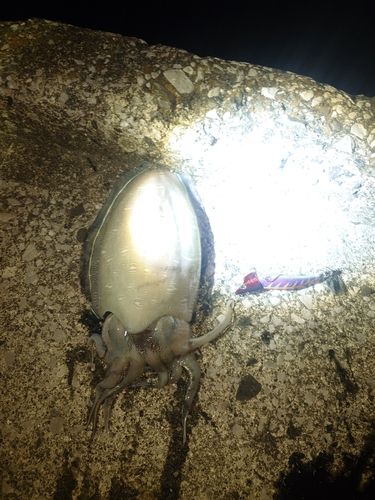 コウイカの釣果