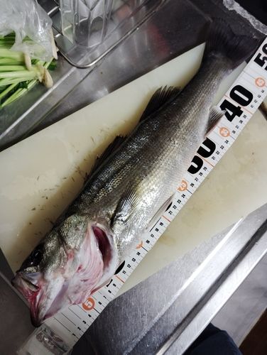 セイゴ（マルスズキ）の釣果
