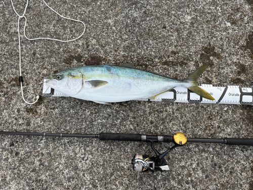 ハマチの釣果