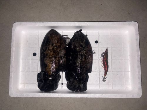 コウイカの釣果