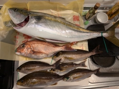 ブリの釣果