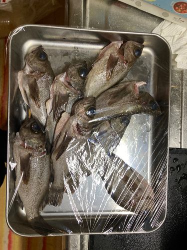 アカメバルの釣果