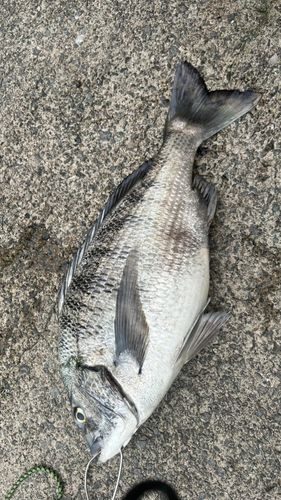 チヌの釣果