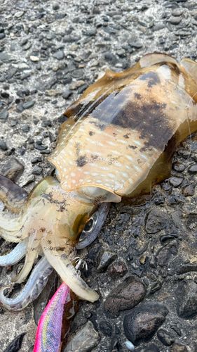 アオリイカの釣果