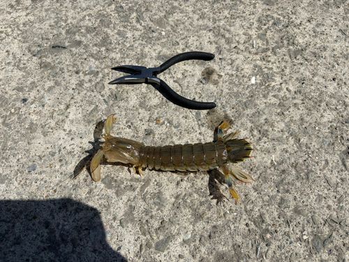 シャコの釣果