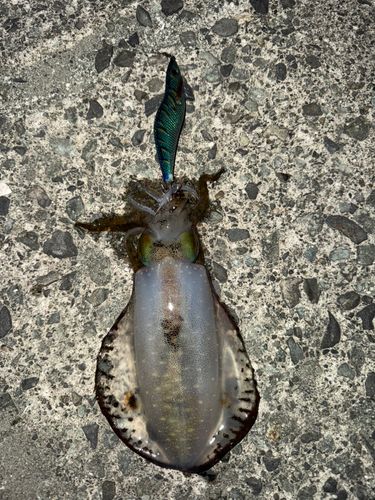 アオリイカの釣果