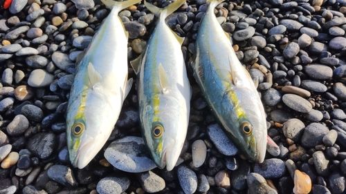 コゾクラの釣果