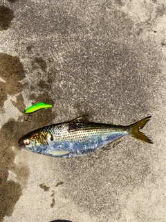 コノシロの釣果