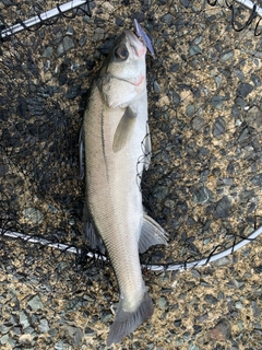 セイゴ（マルスズキ）の釣果