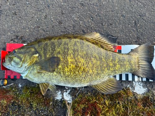 スモールマウスバスの釣果