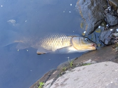 釣果
